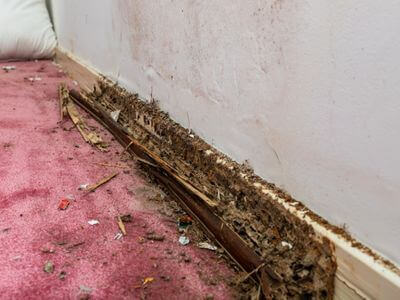 About water damage restoration service - burst pipe water damage experts in Newport